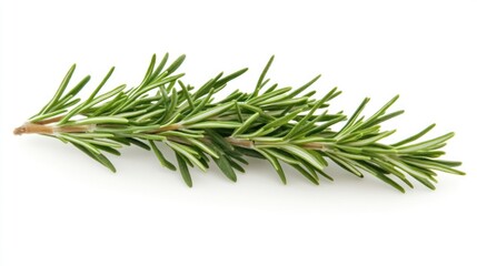 Fototapeta premium Fresh rosemary sprig on white background, cooking herb