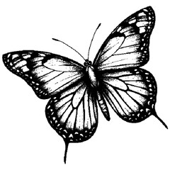 Butterfly on white background.