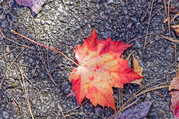 Autumn leaf on the ground