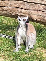 Obraz premium ring lemur