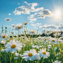 Daisies bloom brightly in a sunny field