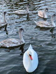 swans on the lake
