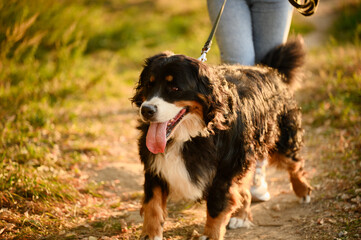 Owner walking cute pet in dog walking area. Bernese mountain dog on leash walks next to its owner...