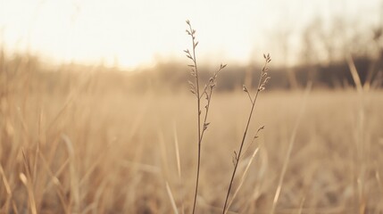 Obraz premium Golden hour sunset illuminating tall grass and small plants in a field.