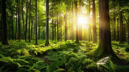 Obraz premium Lush Green Forest With Sunlight Filtering Through Leaves and Ferns Beneath Moss-Covered Trees