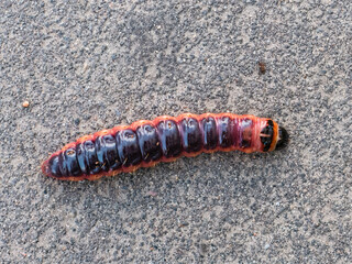 Cossus cossus, goat moth caterpillar