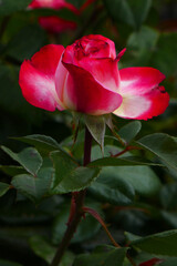 Fototapeta premium Rose nostalgia
