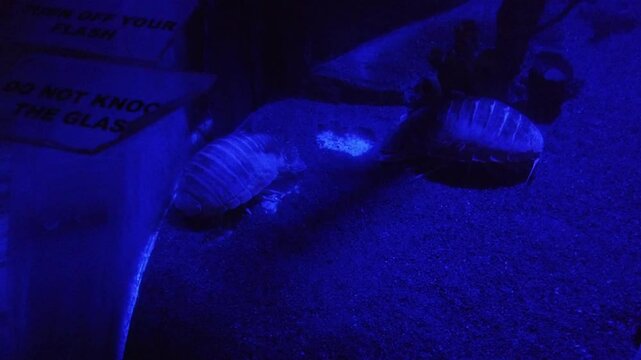 A giant isopod, a large crustacean found in the deep sea. The isopod is shown in its natural habitat on the ocean floor.