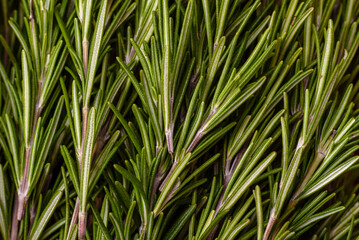 Fresh green rosemary sprigs prepared for cooking