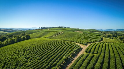Lush Green Tea Plantation Rolling Hills Landscape