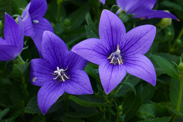 Ballonblume