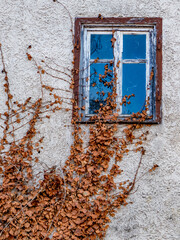 Wilder Wein an der Fassade eines alten leerstehenden Hauses