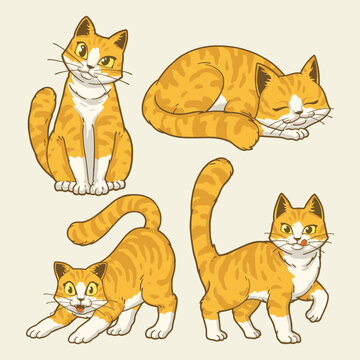cute orange british shorthair cats cartoon character illustration