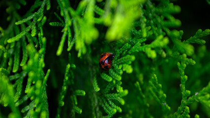 ladybird on a leaf