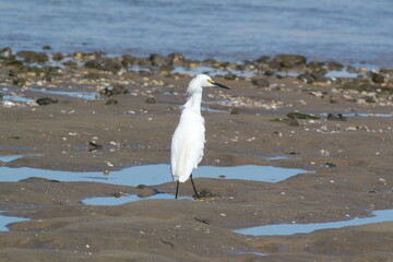 egret