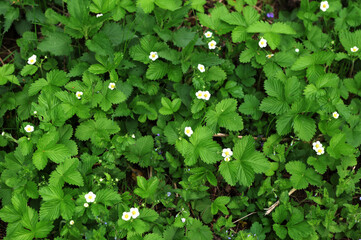 Native Strawberry in Bloom