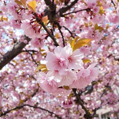 Fototapeta premium Cherry blossoms in full bloom on a tree, vibrant springtime beauty, nature close-up, copy space