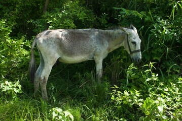 A Grey Donkey eating grass.