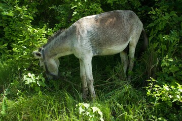 A Grey Donkey eating grass.