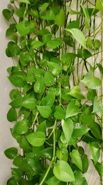 Epipremnum aureum (Scindapsus) &ndash; lush, trailing houseplant with vibrant green, heart-shaped leaves