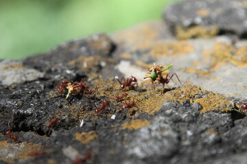 Fire ants taking food to their colony.
