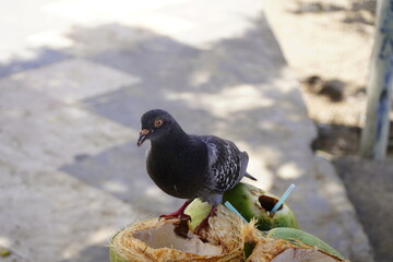 Feral pigeons (Columba livia domestica or Columba livia forma urbana), eating coconut meat, also called city doves, or street pigeons. Mirelles Beach, Fortaleza - Ceara, Brazil.