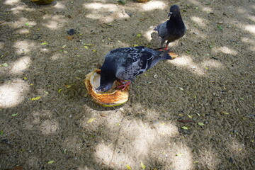 Feral pigeons (Columba livia domestica or Columba livia forma urbana), eating coconut meat, also called city doves, or street pigeons. Mirelles Beach, Fortaleza - Ceara, Brazil.