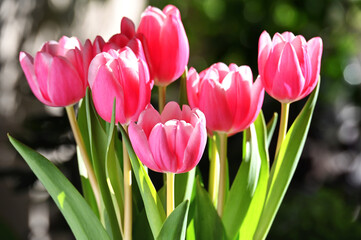 Pink variegated tulips bouquet in early morning light