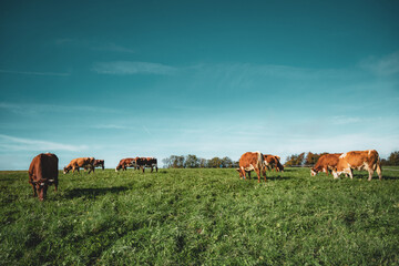 Kuhherde auf grüner Weide vor blauem Himmel