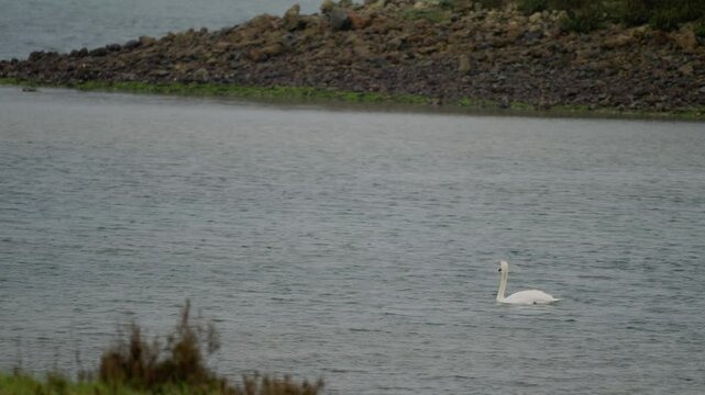 View of the Mute Swan-Cygnus olor at Santo&ntilde;a marshes, Cantabria