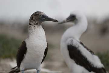 AVISTAMIENTO DE PATO BOBO PATAS AZULES AVES MARINAS 