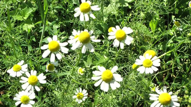 Medicinal chamomile, Matricaria chamomilla L. This is a medicinal plant. Used in alternative medicine.