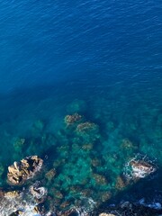 coral reef in the sea