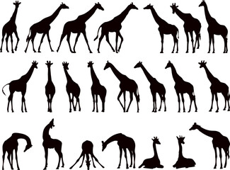 giraffe collection, set black silhouette vector © zolotons