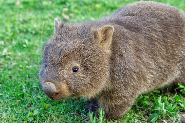 Obraz premium Close-up of a Cute Wombat in Green Grass, Australian Wildlife, Furry Marsupial with Brown Fur, Native Animal in Natural Habitat, Adorable Creature