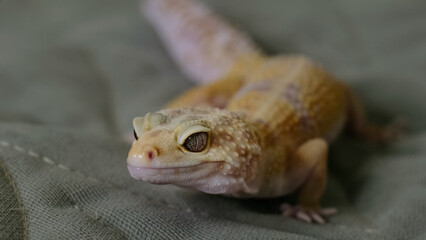 A leopard gecko’s face is shown in exquisite detail, emphasizing its complex textures and curious gaze. This image showcases the artistry of nature’s design in reptiles.