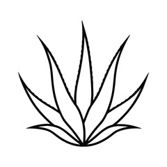 Aloe Vera Vector Art  High Quality Botanical Illustrations for Creative Projects