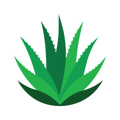 Aloe Vera Vector Art  High Quality Botanical Illustrations for Creative Projects