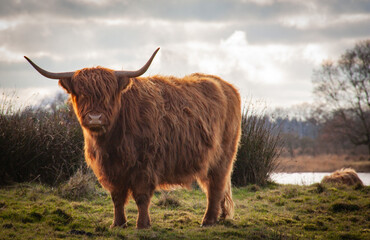 Scottish Highland Cow in Dutch Landscape