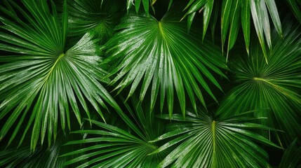 Lush Green Palm Leaves with Raindrops
