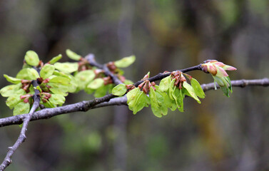 Elm (Ulmus) twig with leaves and flower