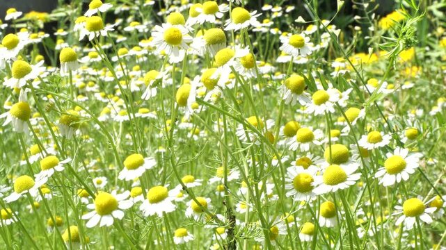 Medicinal chamomile, Matricaria chamomilla L. This is a medicinal plant. Used in alternative medicine.