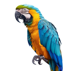 Fototapeta premium macaw on Transparent Background (2).png