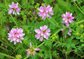 In nature, Securigera varia grows in herbs