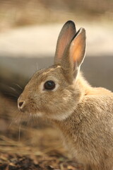 close up of a bunny rabbit, large ears, portrait format