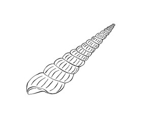The shell is drawn in a doodle style. Sea, coast, beach. Hand drawn vector illustration.