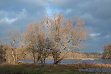 A tree on the river bank	