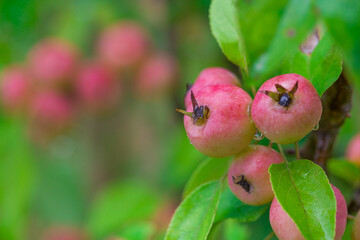 Red apples among green foliage.