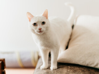 white cat © Tricia