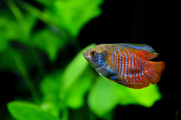 A beautiful dwarf gourami. is a species of gourami native to South Asia. It’s a beautiful fish,...